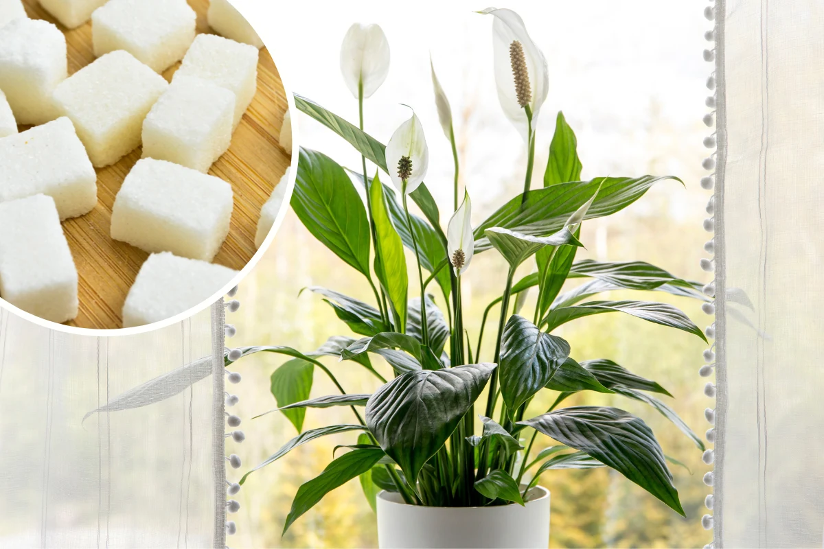 By skrzydłokwiat zachował lśniące i zielone liście, wystarczy podlewać go specjalną mieszanką By skrzydłokwiat zachował lśniące i zielone liście, wystarczy podlewać go specjalną mieszanką