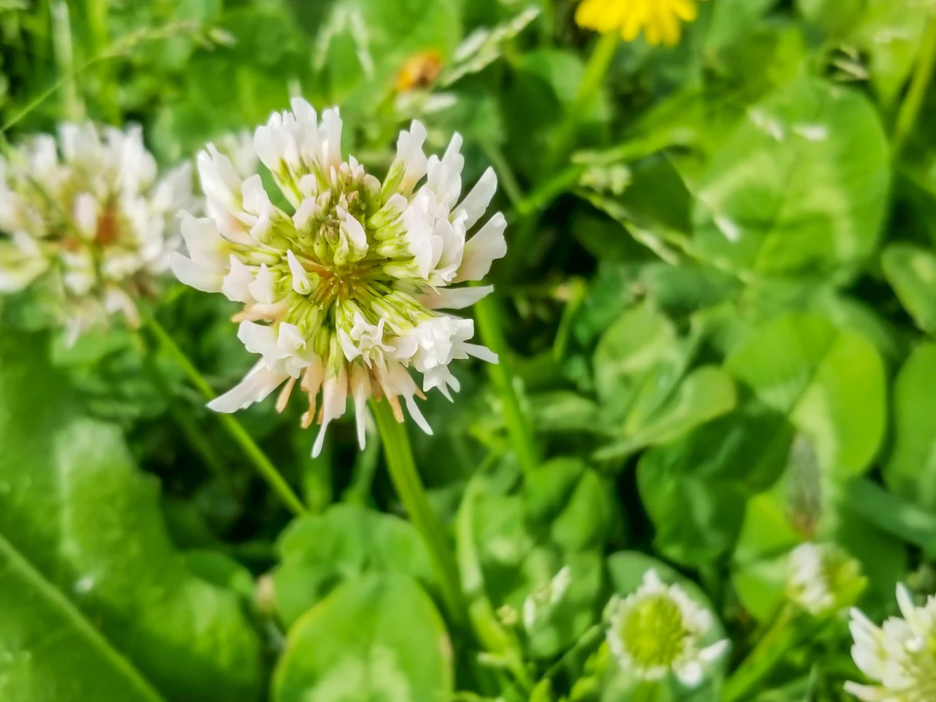 Jakie rośliny wskazują na bogactwo potasu i fosforu w glebie?