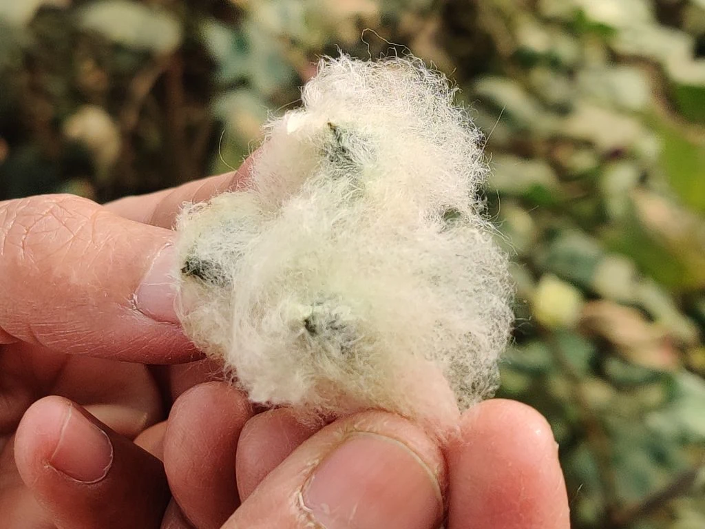 Naturalnie barwiona bawełna nie zawiera środków chemicznych