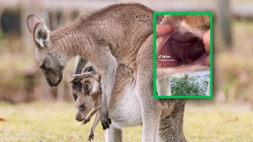 Na TikToku opublikowano wyjątkowe wideo, które pokazuje jak torba kangura wygląda od środka. Zaskoczeni internauci skomentowali film już ponad 20 tys. razy