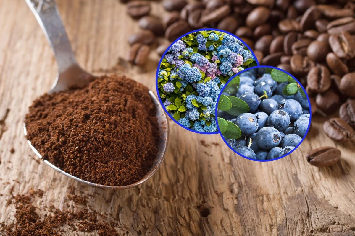 Pijesz kawę? Fusy wykorzystasz w ogrodzie