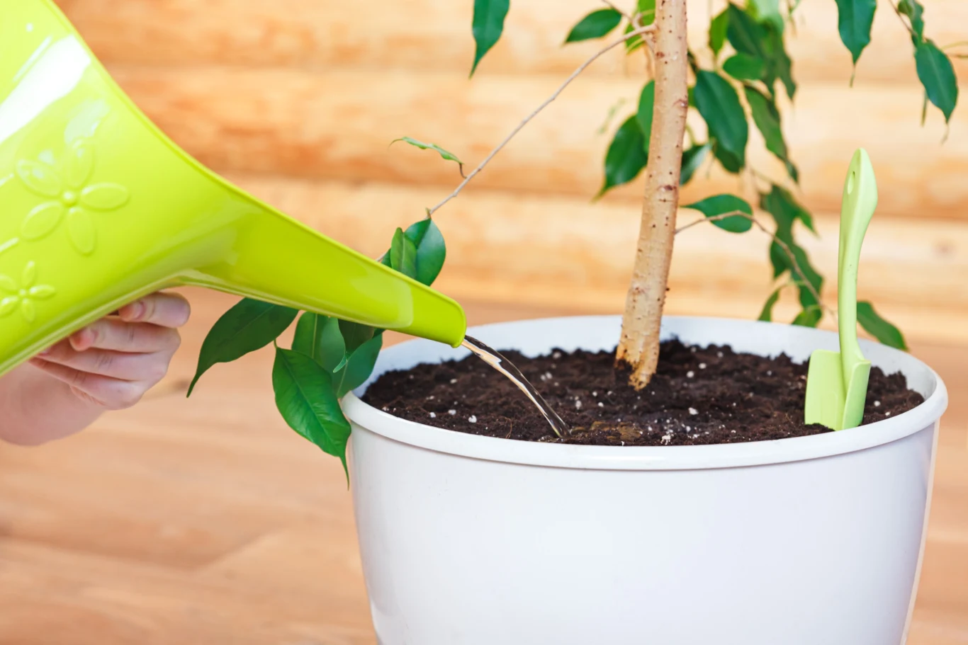 Woda po ziemniakach to świetny nawóz do roślin 