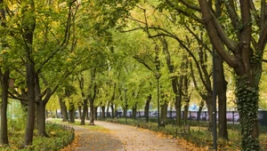 Kraków chce wyciąć ponad 1000 drzew pod tramwaj. Mieszkańcy są wściekli  