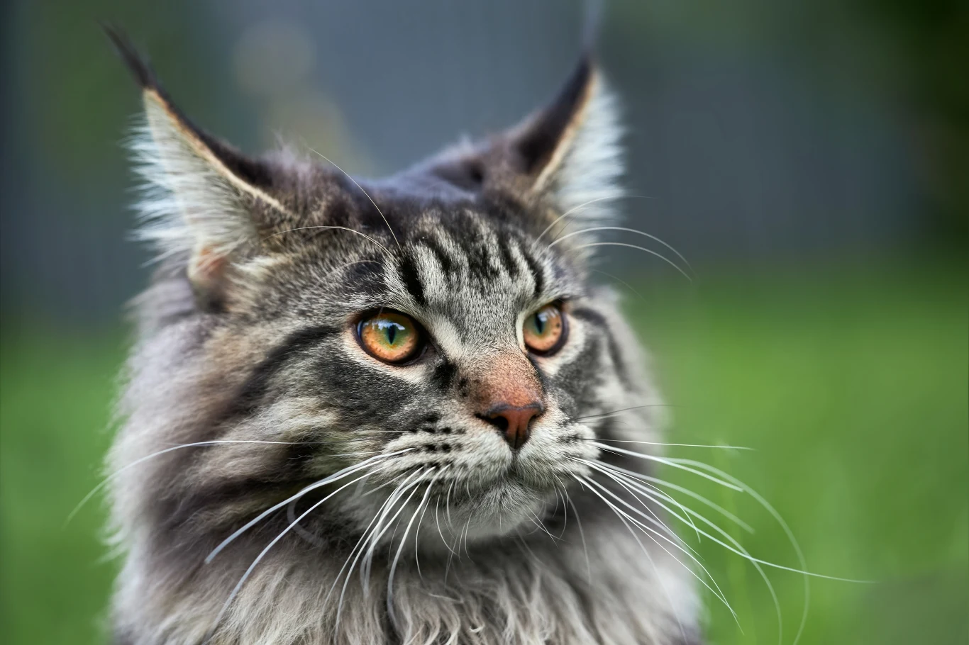 Wąsy kota są jak zmysły