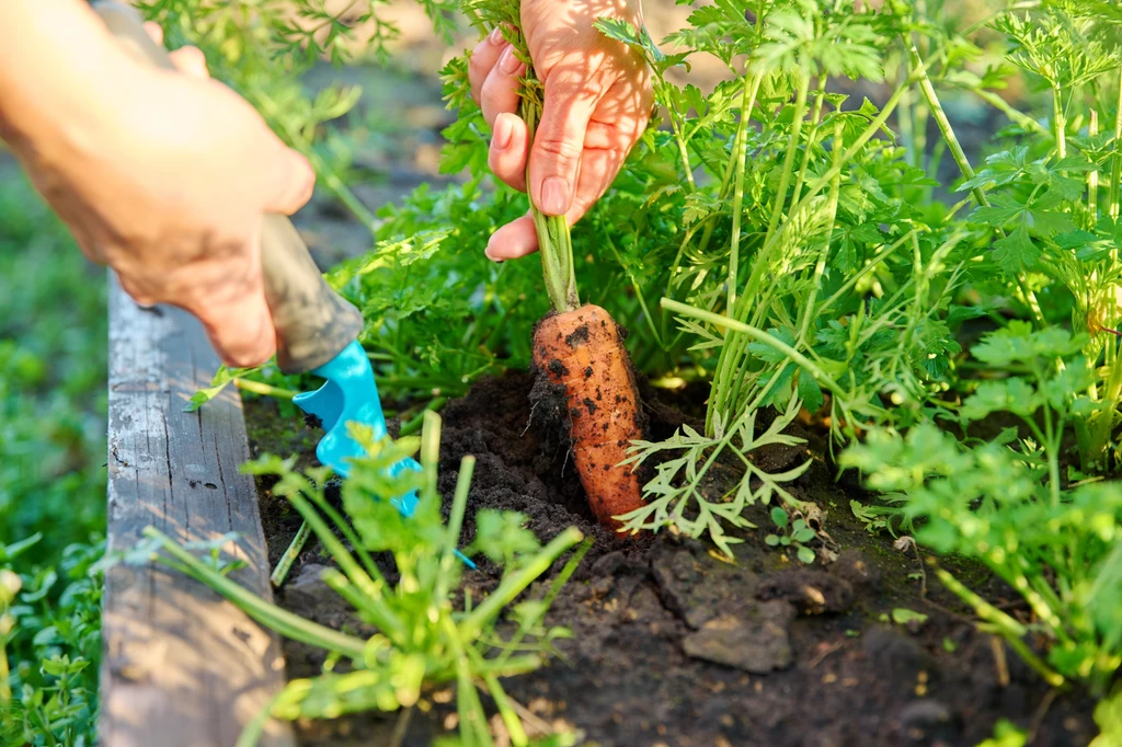 Przerzedzanie grządek pozwoli ci utrzymać porządek na działce i wzmocnić wzrost warzyw