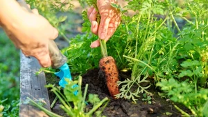 Lipcowy poplon – zrób to teraz, a ogród odwdzięczy ci się jesienią