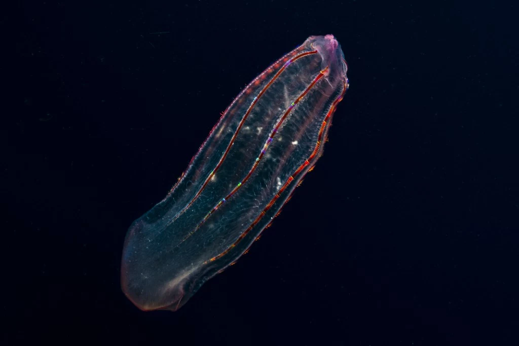 Jeden z gatunków żebropławów ujrzany przy wybrzeżu Galapagos Jeden z gatunków żebropławów ujrzany przy wybrzeżu Galapagos