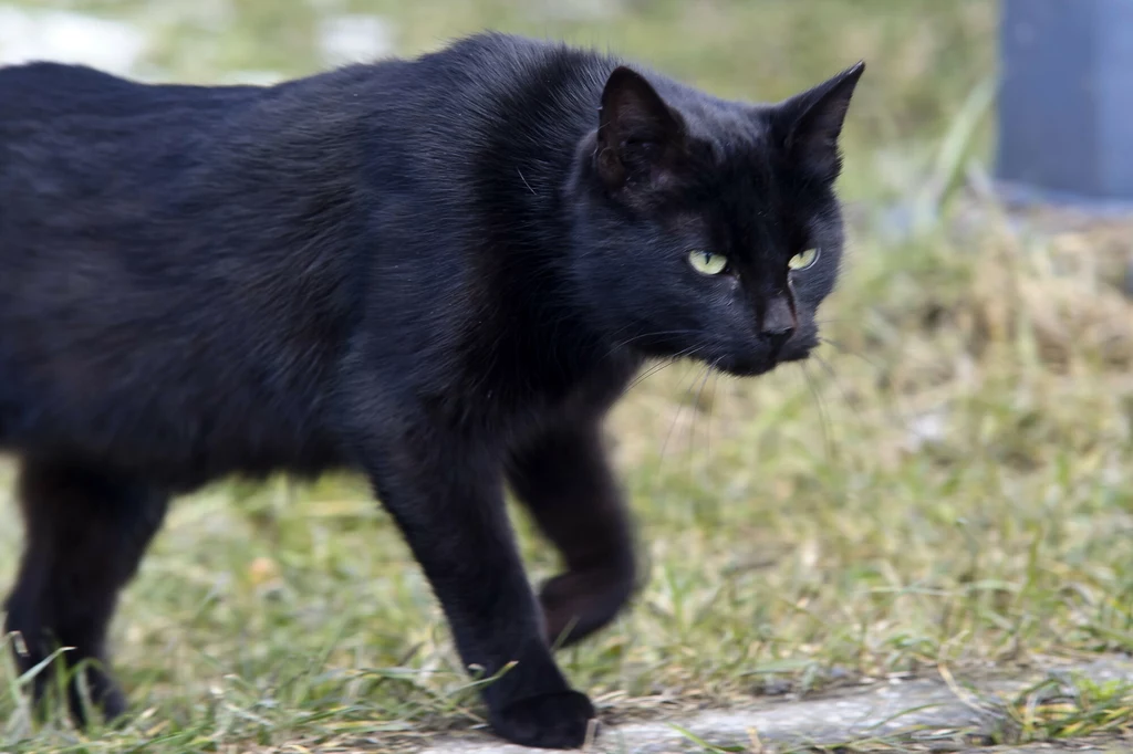 Czarny kot nie zawsze musi przynosić pecha