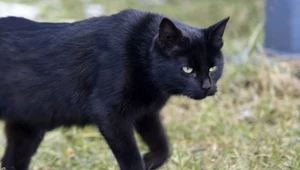 Dobra energia czarnych kotów. Nie zawsze przynoszą pecha