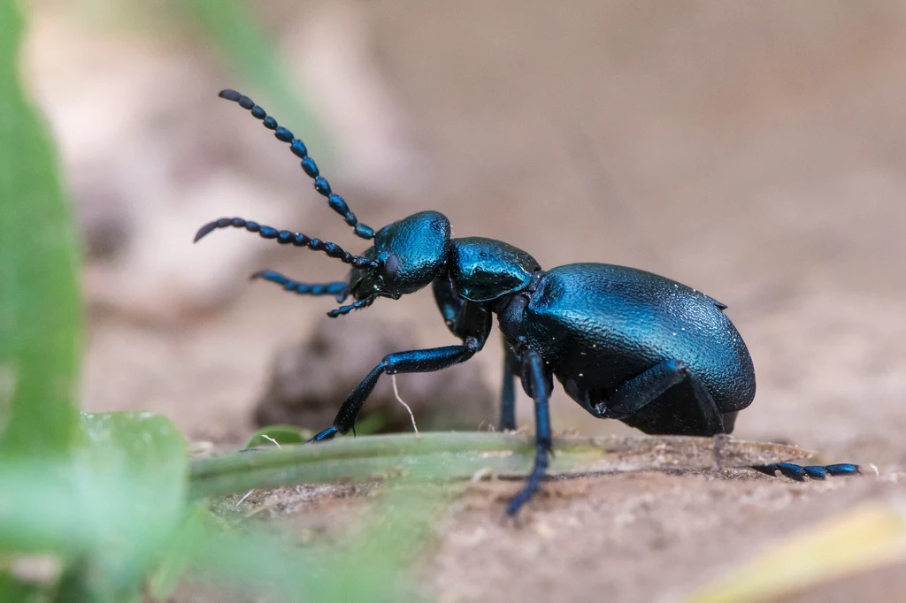 Jad oleicy krówki (Meloe proscarabaeus) może być śmiertelny dla ludzi. Jednak substancja wydzielana przez jednego osobnika nie jest zagrożeniem i co najwyżej podrażni nam skórę