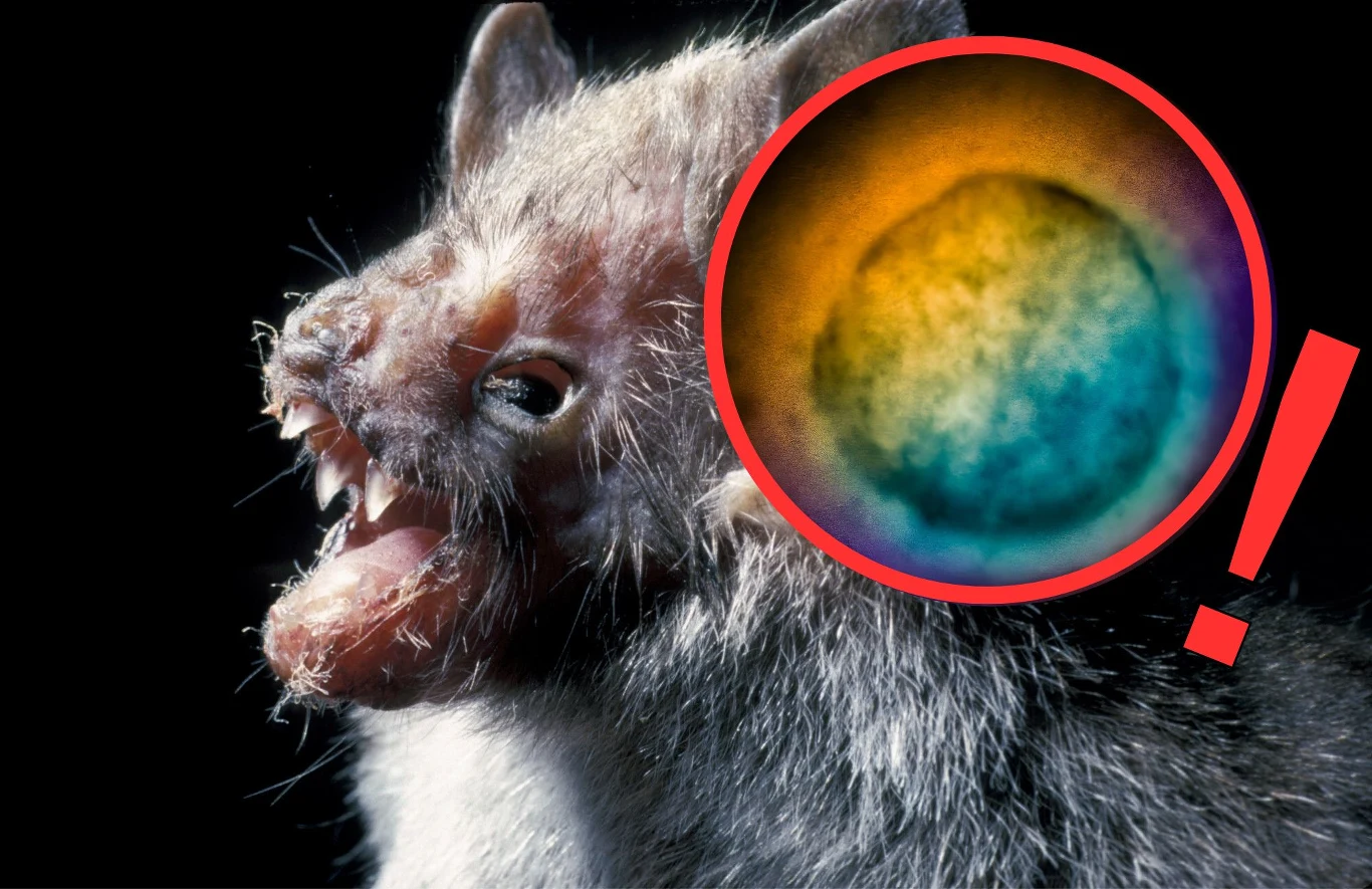 Wirus Nipah - czy czeka nas kolejna pandemia? Wirus Nipah - czy czeka nas kolejna pandemia?