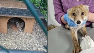 Mały lisek został uwolniony i jest pod profesjonalną opieką