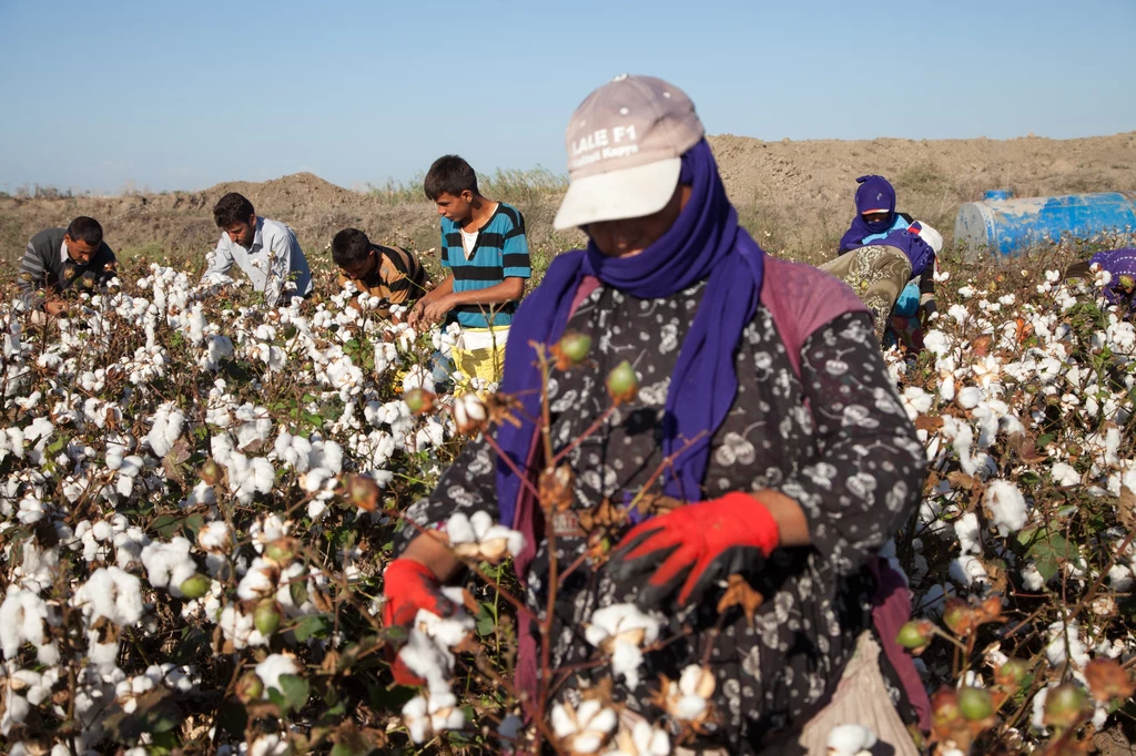 Uprawy bawełny są ważnym źródłem dochodu w krajach rozwijających się