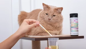Na co choruje twój kot? Najgroźniejsze choroby mruczków