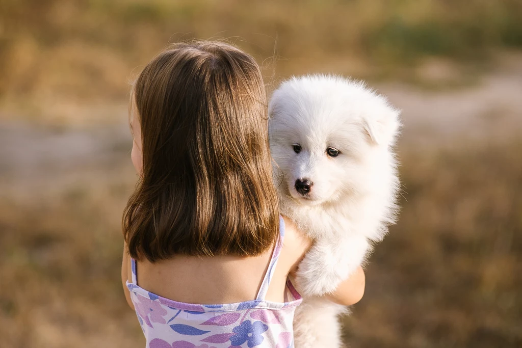 Małe samoyedy są urocze. Trzeba jednak pamiętać, że puchate maluchy dość szybko wyrosną na duże psy z włosami zamiast sierści