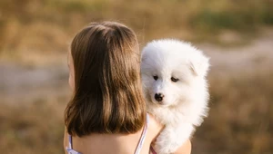 Małe samoyedy są urocze. Trzeba jednak pamiętać, że puchate maluchy dość szybko wyrosną na duże psy z włosami zamiast sierści