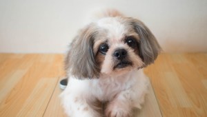 Shih tzu.