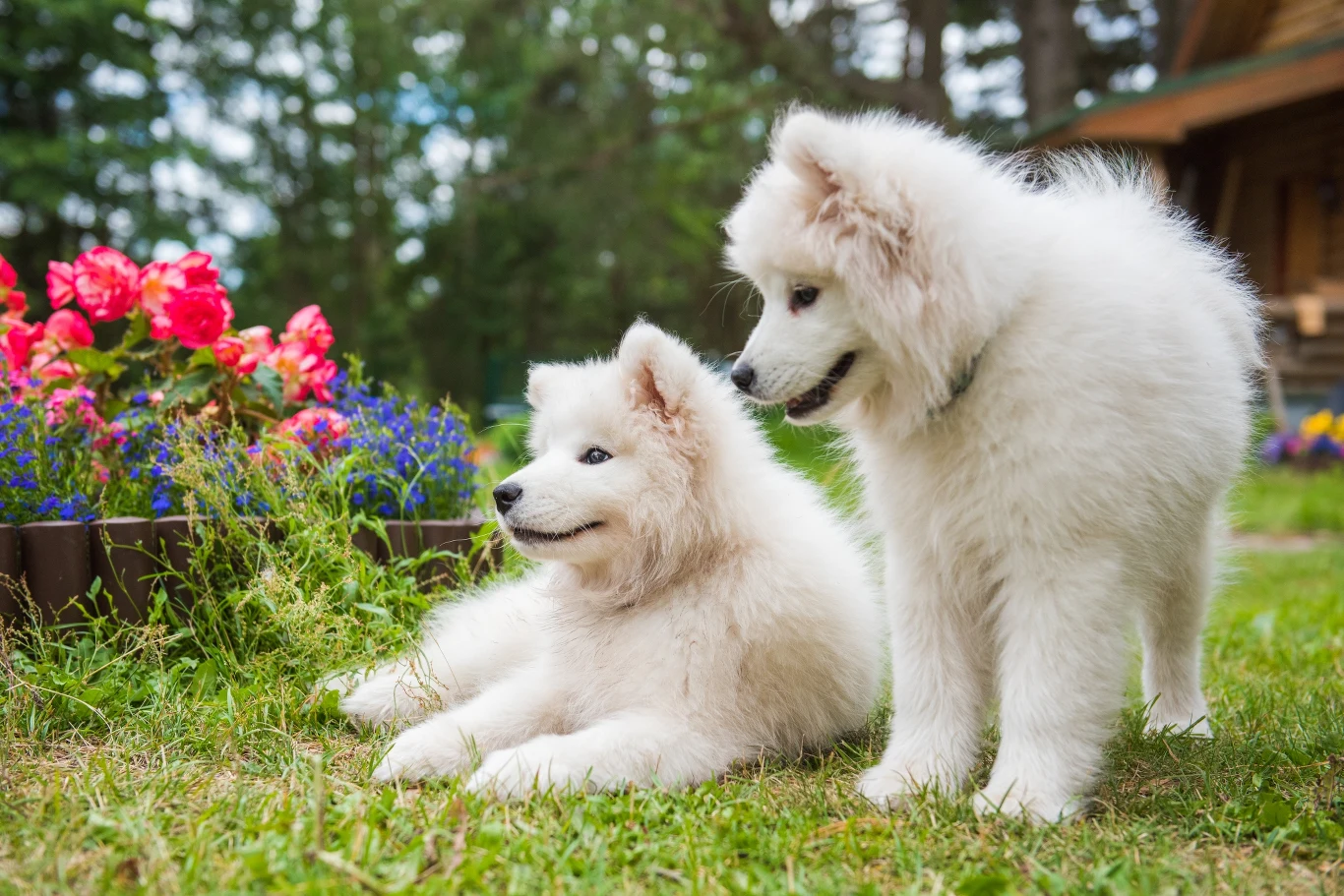 Samoyedy