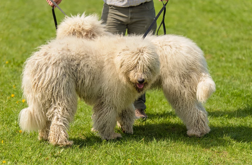 Komondor