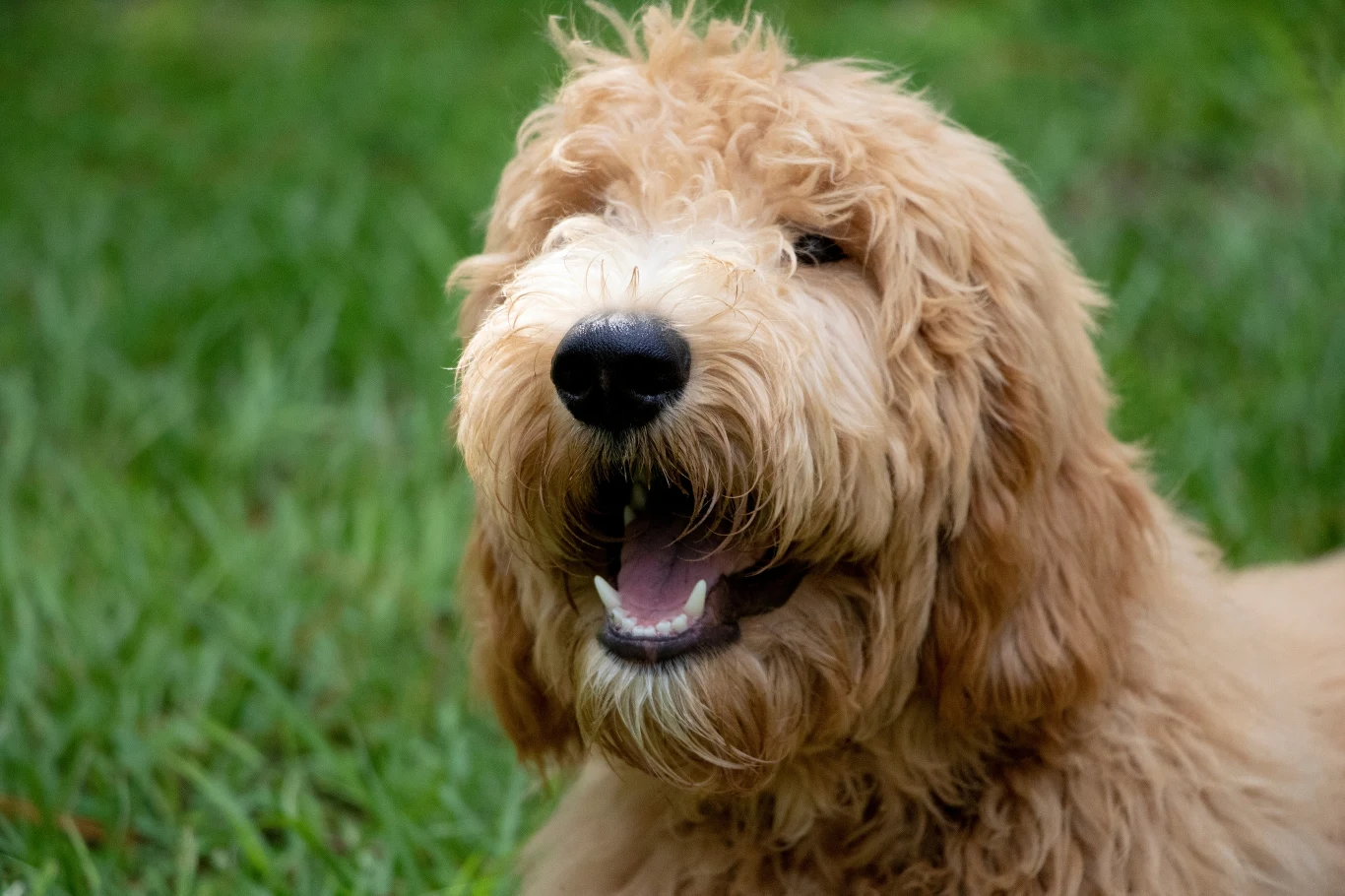 Goldendoodle