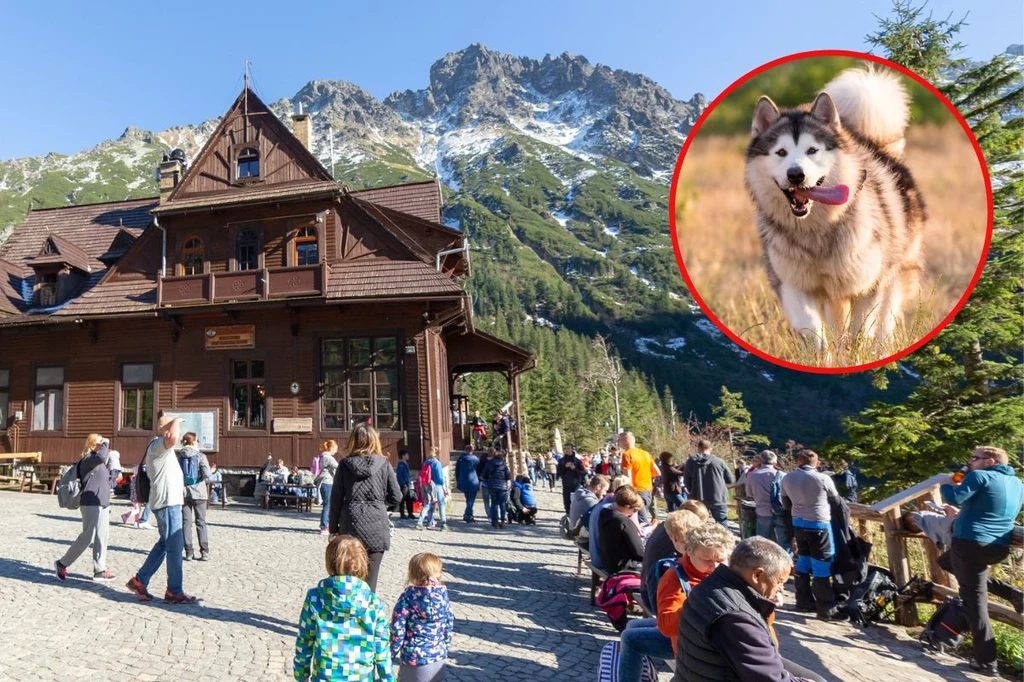 Jak zaplanować urlop w Tatrach z psem?