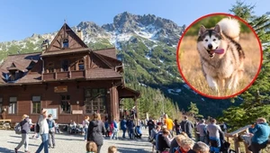 Gdzie w Tatrach można wejść z psem? Sprawdź, inaczej mandat uderzy po kieszeni