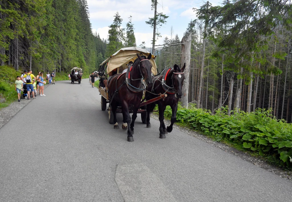 Konie wiozą "zmęczonych" turystów