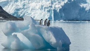 Antarktyda topnieje, ale lód może wrócić. Zaskakujące wyniki badań