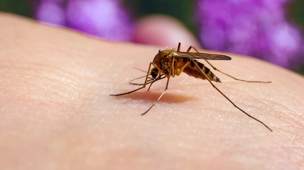To komarzyce, a nie komary są odpowiedzialne za gryzienie ludzi i wypijanie krwi