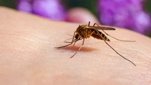 Komarów w Polsce jest coraz mniej. Eksperci alarmują jednak, że taka sytuacja nie jest normalna i może mieć poważne skutki dla środowiska
