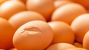 Kupując jajka na bazarze warto patrzeć na ich skorupkę. Należy unikać tych mających pęknięcia