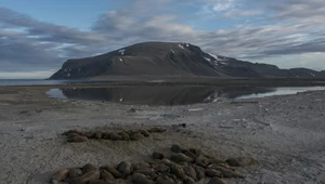 Ropa na Morzu Barentsa. Norwegia chce więcej wydobywać, aktywiści ostro krytykują