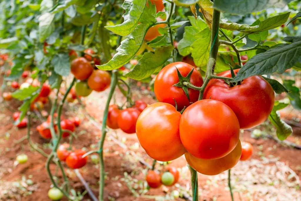 Oprysk z łupin cebuli wspomoże rozwój pomidorów i papryki