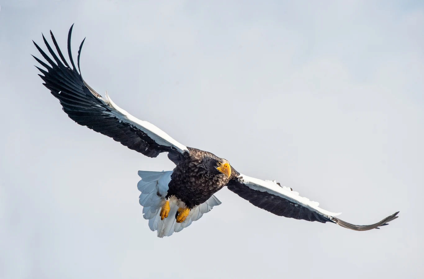 Wycieczka na wyspę Krasibór będzie okazją do zobaczenia orła bielika