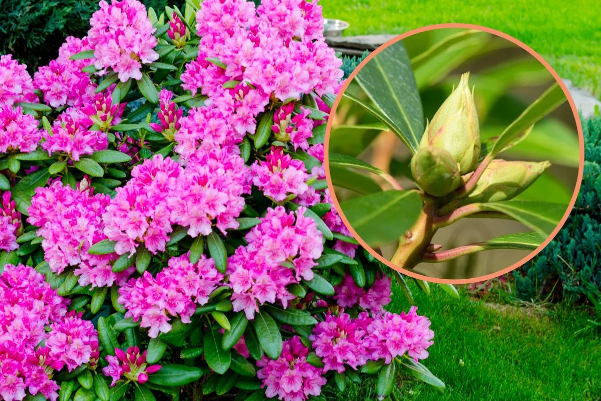 Jak pobudzić kwitnienie rododendronów? Jak pobudzić kwitnienie rododendronów?