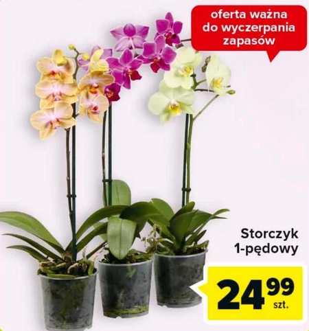 Storczyk