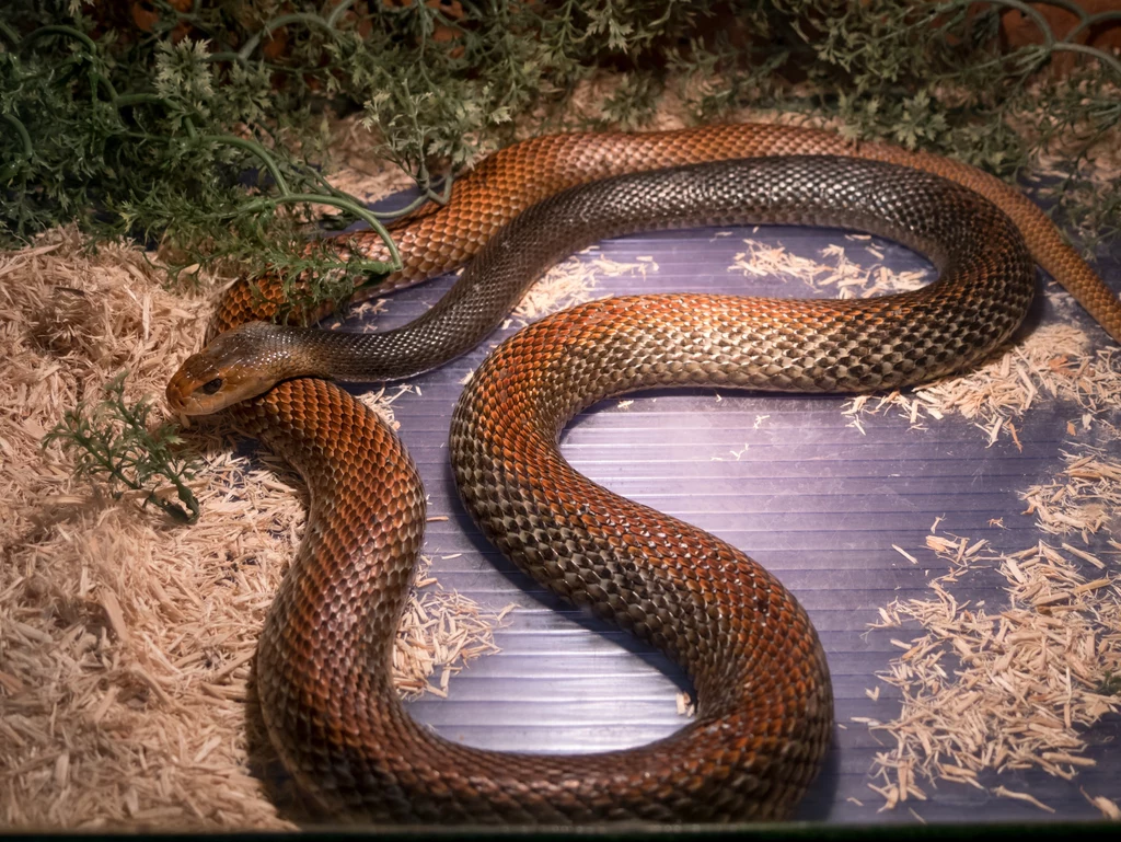 Węże w niewoli mogą zjadać własne ogony   /zdj. ilustracyjne