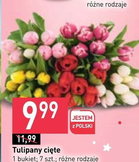 Tulipan