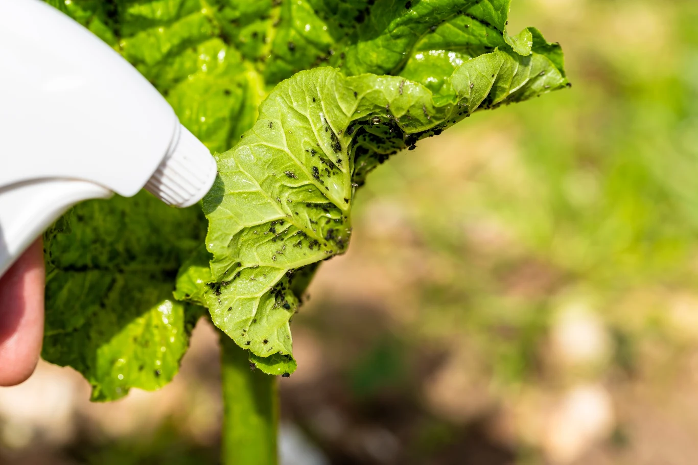 Oprysk na mszyce to skuteczny sposób na pozbycie się szkodników.