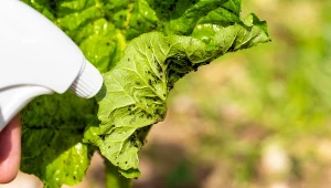 Oprysk na mszyce to skuteczny sposób na pozbycie się szkodników.