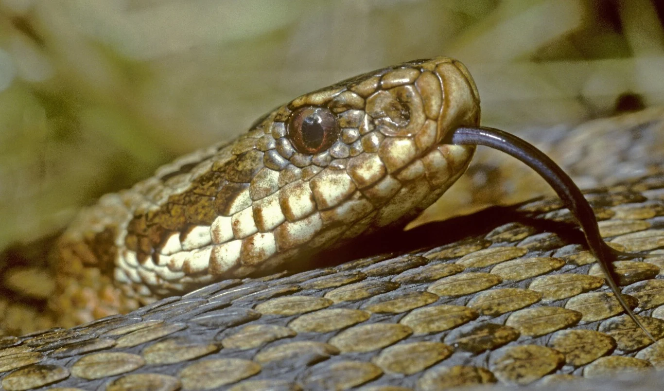 Niebezpieczne węże w Polsce. Które węże w Polsce są jadowite, a które wcale nie są groźne? Niebezpieczne węże w Polsce. Które węże w Polsce są jadowite, a które wcale nie są groźne?