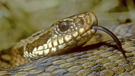 Niebezpieczne węże w Polsce. Które węże w Polsce są jadowite, a które wcale nie są groźne?