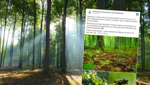 Niebywały gatunek w polskich lasach. Leśnicy apelują, aby nie brać ich do rąk