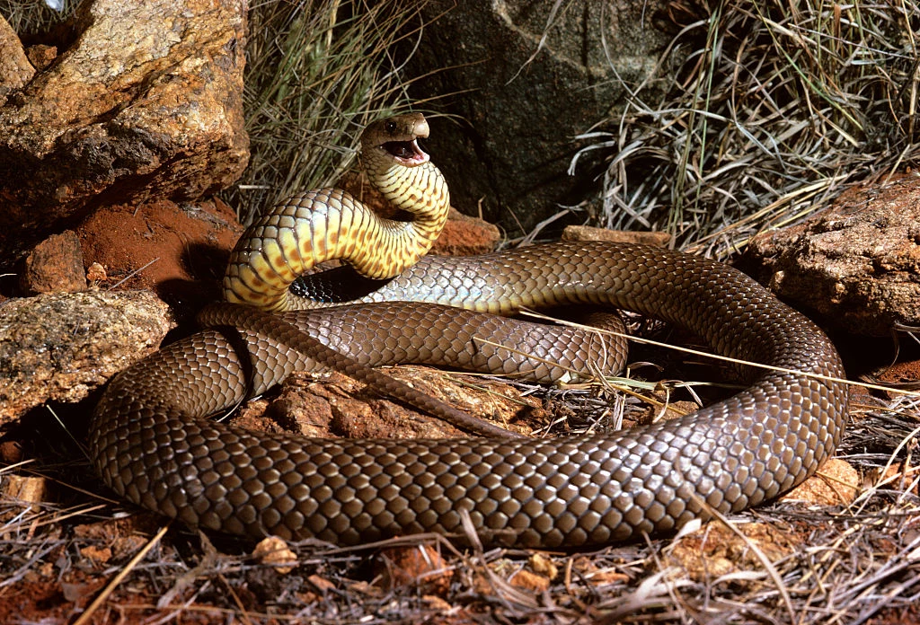 Pseudonaja textilis jest wężem najczęściej występującym w Australii. 