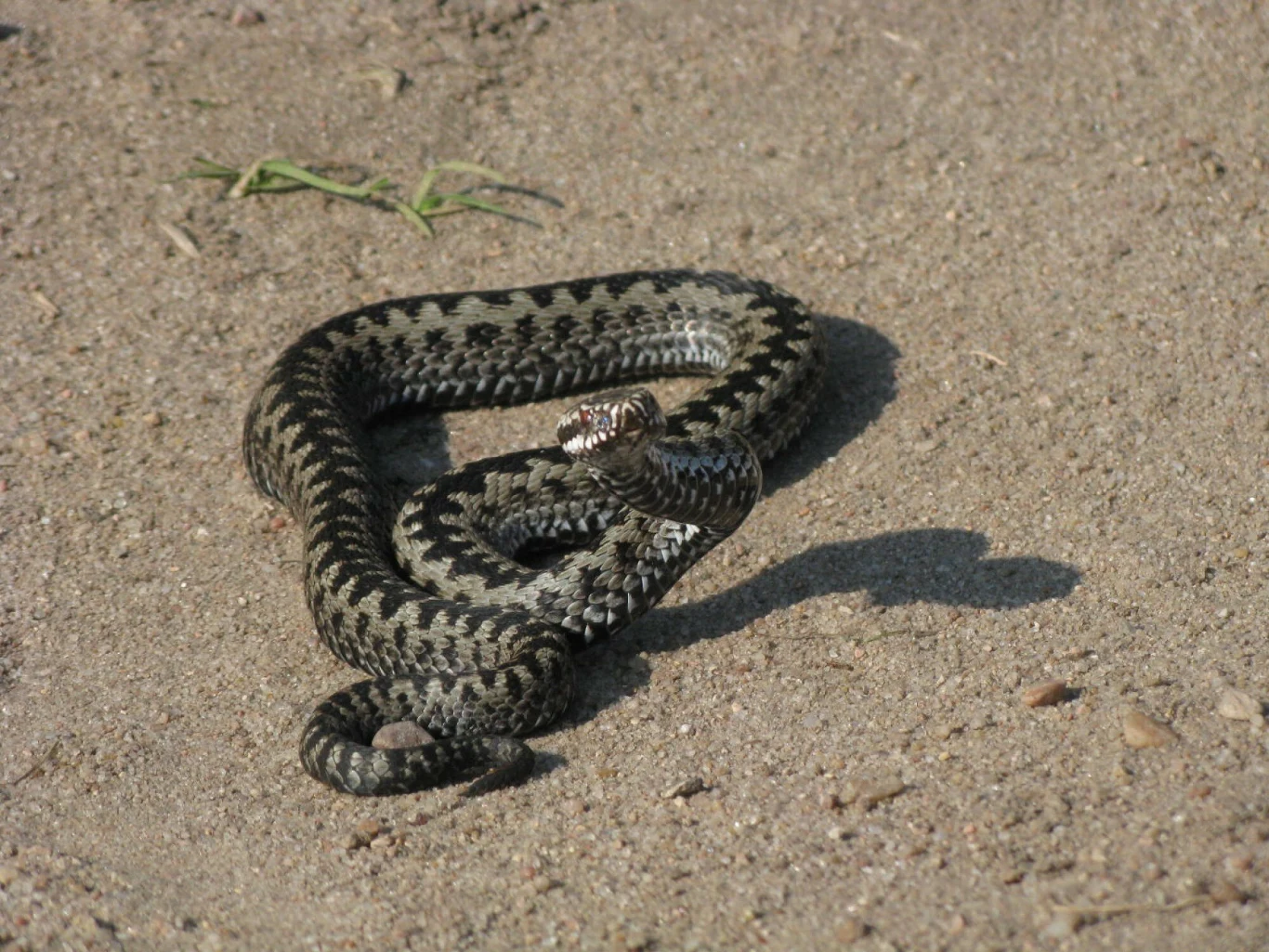 Niebezpieczny wąż w Polsce, czyli żmija zygzakowata Niebezpieczny wąż w Polsce, czyli żmija zygzakowata