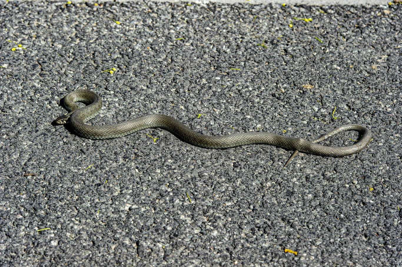 Zaskroniec zwyczajny, czyli niejadowity wąż w Polsce na asfalcie Zaskroniec zwyczajny, czyli niejadowity wąż w Polsce na asfalcie