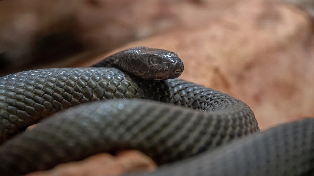 Tajpan pustynny jest uważany za najbardziej jadowitego węża na świecie. 