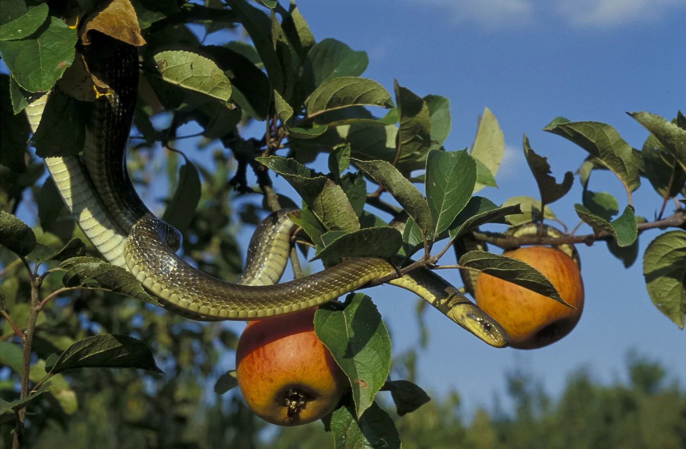 Wąż Eskulapa Wąż Eskulapa