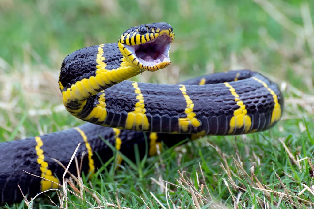 Najmocniejszy jad węża jest w stanie zabić człowieka w mniej niż 20 minut. 