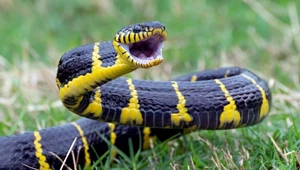 Najbardziej jadowite węże na świecie. Ranking 10 najgroźniejszych gatunków